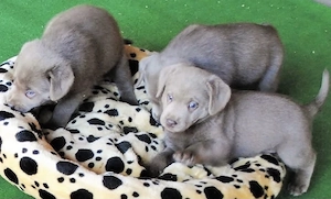 Silber Labrador Welpen 