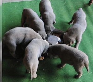 Reinrassige Silber Labrador welpen suchen liebevolles zu Hause