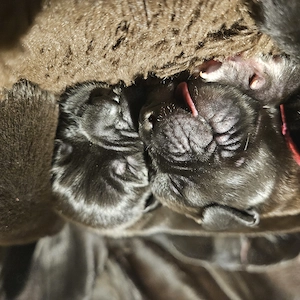 Süße Deutsche Doggen Welpen 