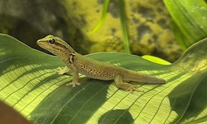 Drei kleine Himmelblaue Zwergtaggeckos (Lygodactylus williamsi) abzugeben