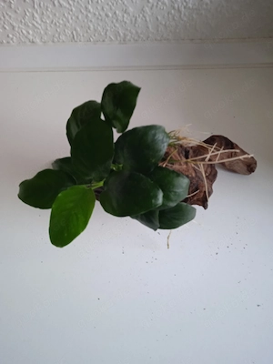 Wurzel bepflanzt mit Anubia Bild 3