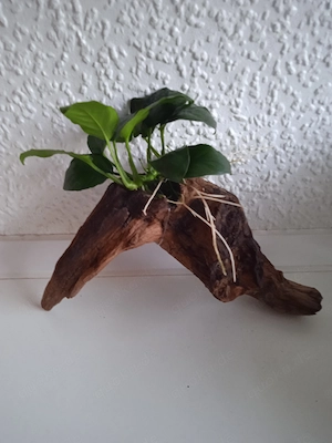 Wurzel bepflanzt mit Anubia