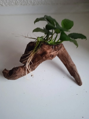 Wurzel bepflanzt mit Anubia Bild 2