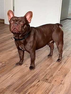 französische bulldogge Rüde 