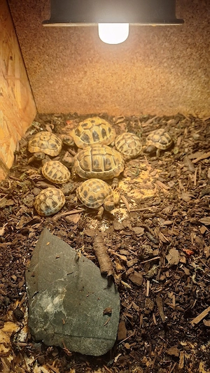 griechische Landschildkröten