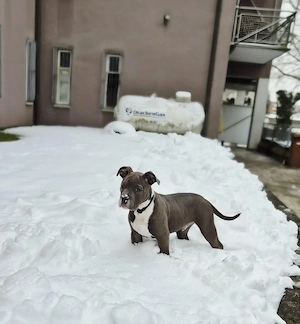OED Bulldogge Mix Welpe 
