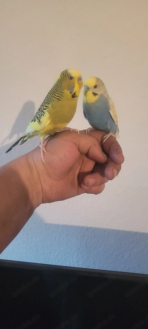 Superzahme Wellensittiche 100%Zutraulich100%Handzahm