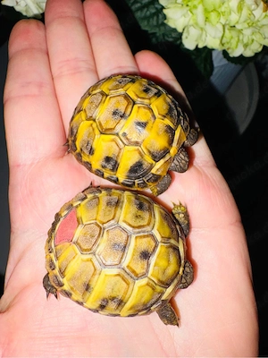 Griechische Landschildkröten, Nachzucht 2025 Bild 2