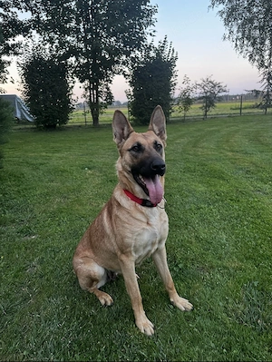 3,5 Jährige Schäferhündin sucht neues Zuhause