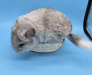 Chinchilla Weibchen (Silber BDT RPA)