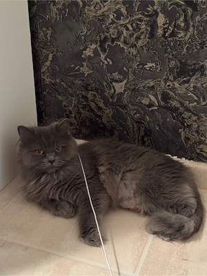 liebevolle BLH katze sucht neues Zuhause