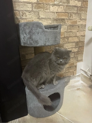 liebevolle BLH katze sucht neues Zuhause