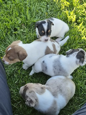 Jack Russell Welpen in Sonderlackierung 