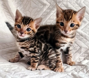 Bengal-Kitten Junge und Mädchen  Bengalkatze  Bengalkater