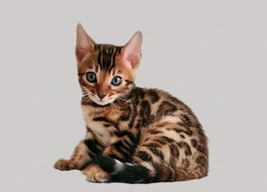 Bengal Kitte Süße Bengalkatze weiblich 3 Monate alt