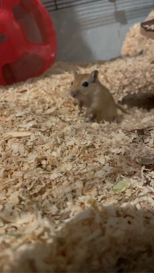 baby rennmäuse 17 mai abgabe bereit 