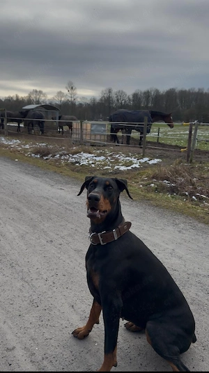 Dobermann Hündin 24monate