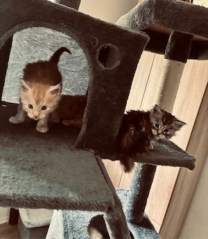 Maine Coon Babys 