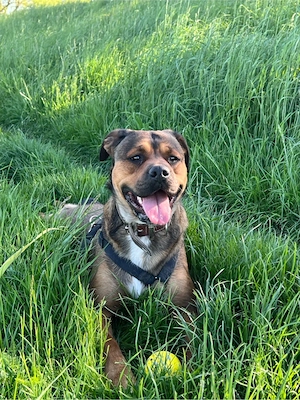 verschmuste Hündin sucht neues Zuhause