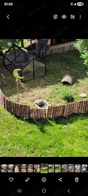 3 Schildkröten - 1 Männchen 2 Weibchen Breitrandschildkröte 