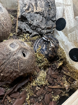 Weibchen 1 Jahr alt Gen : Double het Snow (Lavender-Albino x Axanthic)