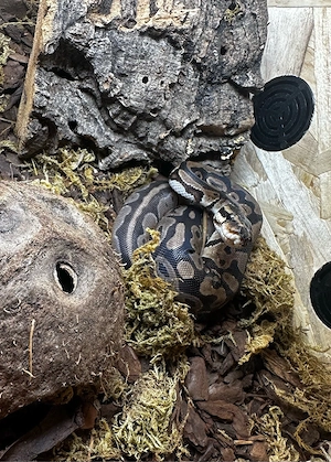 0.1 (Weibchen) 1 Jahr alt Gen : Double het Snow (Lavender-Albino x Axanthic) Bild 2
