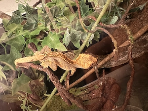 Kronengecko Weibchen  abzugeben 