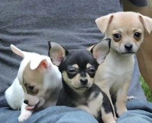 Chihuahua Welpen  Bild 4