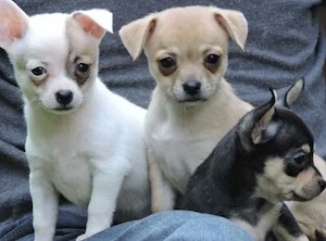 Chihuahua Welpen  Bild 6