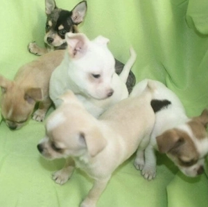 Chihuahua Welpen  Bild 8