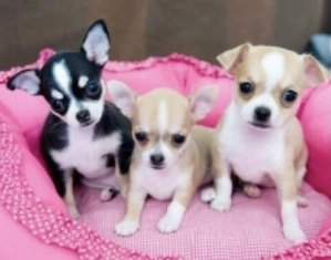 Chihuahua Welpen  Bild 5