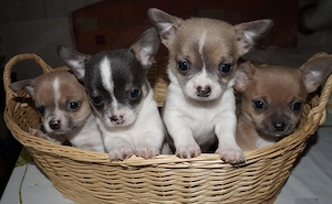 Chihuahua Welpen 