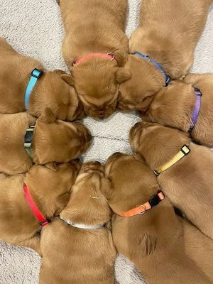 Foxred Labrador mit Ahnentafel
