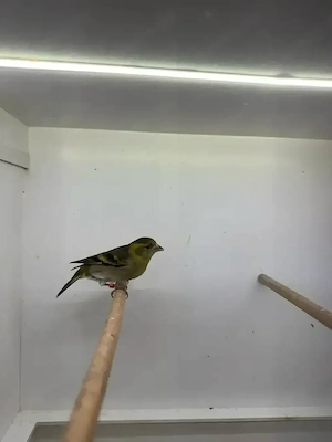 Bartzeisig 0,1 Henne