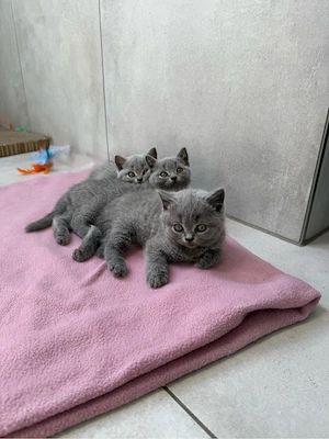 BKH Kitten bald abgabebereit