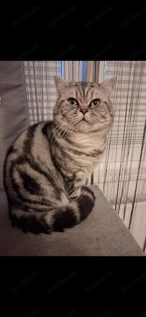 BKH Silver Tabby
