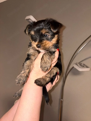 Zuckersüße Welpen Yorkshire welpen 