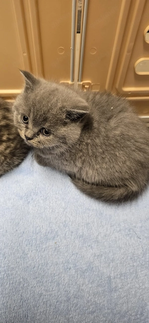 BKH Kitten