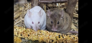 Verschiedene junge Farbmäuse Farbmaus Showtyp Weibchen abzugeben