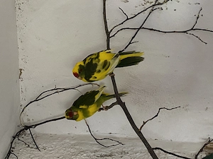 nestjunge Ziegensittiche 