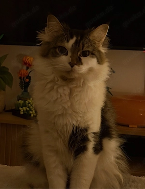 Mainecoone Geschwister 