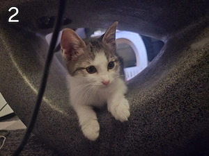 verspielte kitten abzugeben