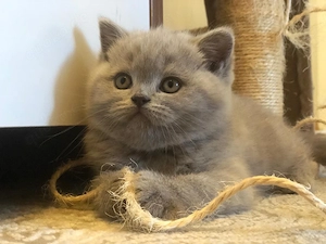 BKH Kitten