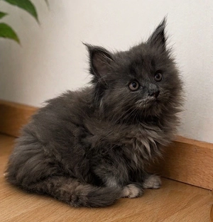 Maine Coon Kitten