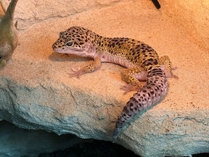 Leopardgecko Männchen Lavender 1,0