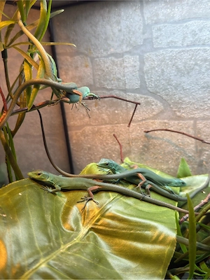 Grünebaumeidechsen Babys zu verkaufen 