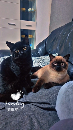 Zwei liebevolle Kater suchen ein neues Zuhause 