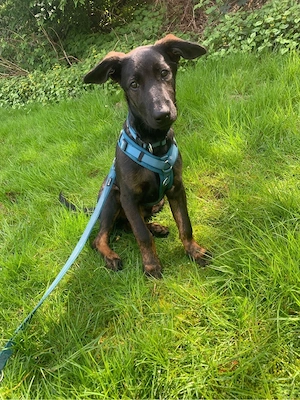 Tyson sucht ein tolles zuhause fr immer 