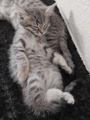  LETZTE!!!  Sehr süße Kater siam mix bhk