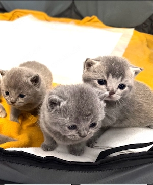 3 wunderschöne BKH-Mix Kitten zur Reservierung